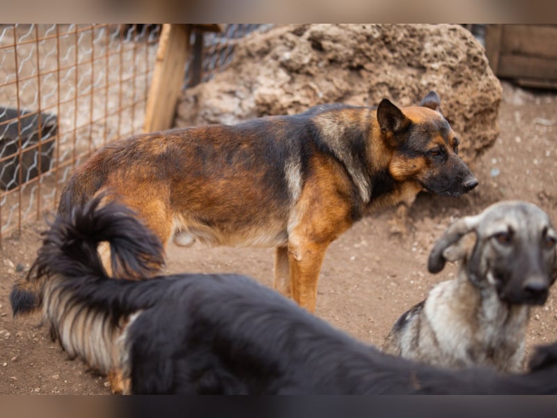 Schäfi-Mix♥Kubi♥ ein freundlicher kluger lieber Fell-Geselle