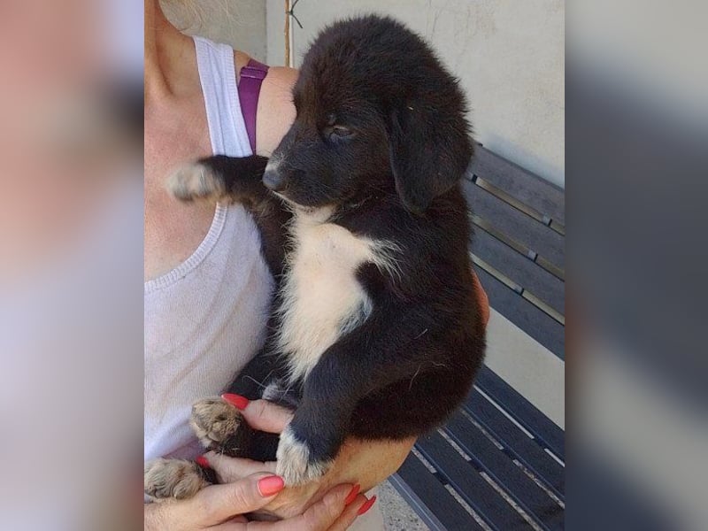 Schäfi-Mix-Welpin ♥Eliana♥ sucht Liebe