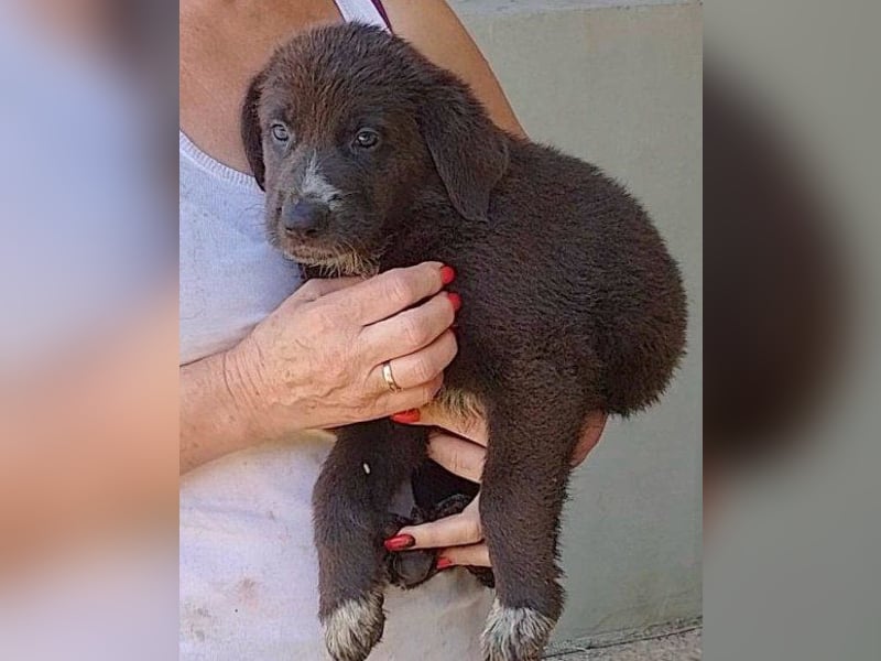 Schäfi-Mix-Bub ♥ Jasper ♥ aktiv, lustig, lieb