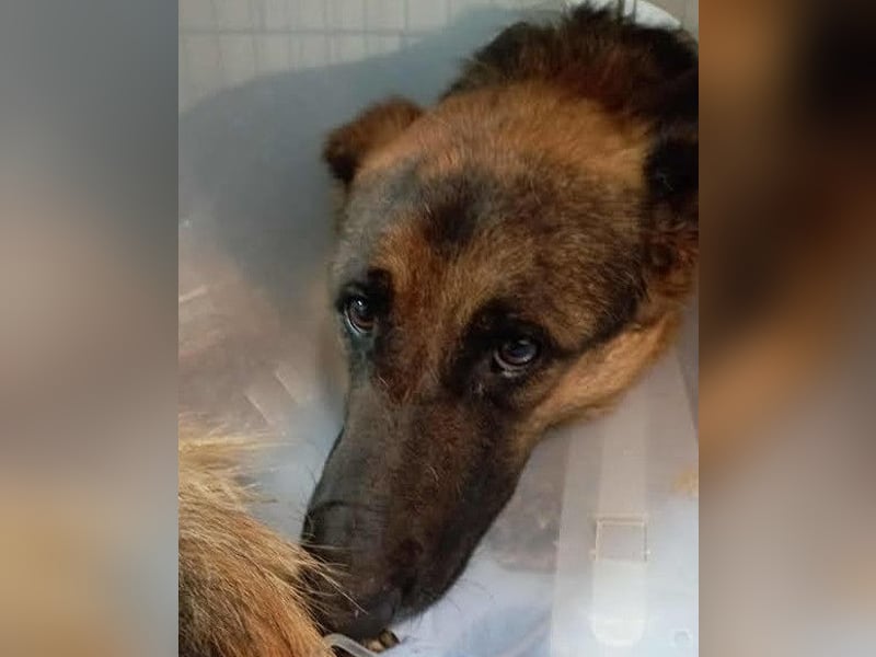 Bueno ❤️ zuckersüßer, junger Schäfi-Mix