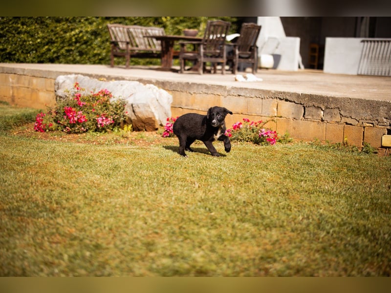 Schäfi-Mix-Welpin ♥Eliana♥ sucht Liebe Schäfi-Mix-Welpin ♥Eliana♥ sucht Liebe