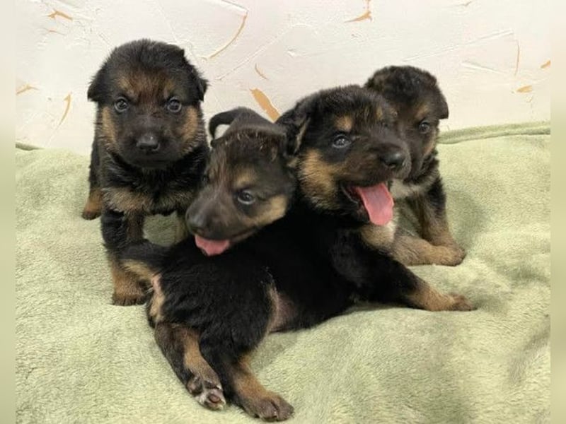 Bueno ❤️ zuckersüßer, junger Schäfi-Mix