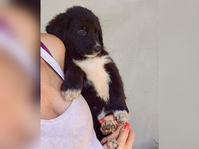 Schäfi-Mix-Welpin ♥Eliana♥ sucht Liebe