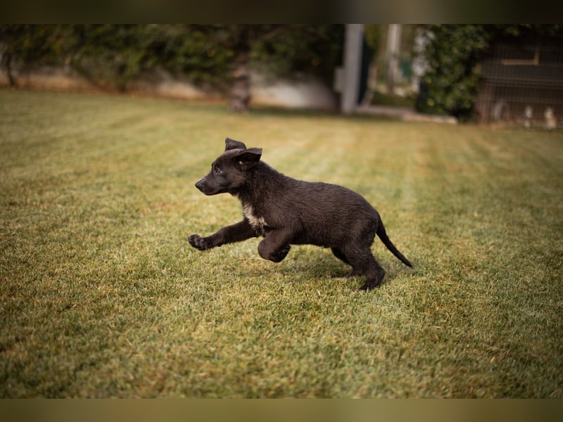 Schäfi-Mix-Bub ♥ Jasper ♥ aktiv, lustig, lieb