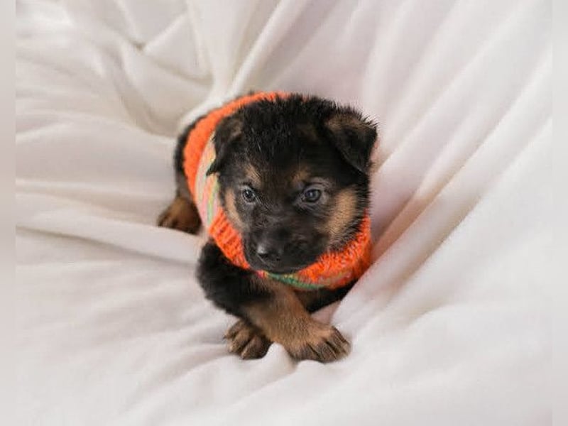 Bueno ❤️ zuckersüßer, junger Schäfi-Mix