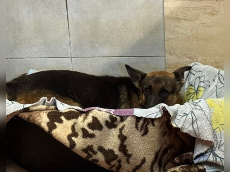 Bueno ❤️ zuckersüßer, junger Schäfi-Mix