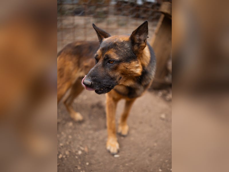 Schäfi-Mix♥Kubi♥ ein freundlicher kluger lieber Fell-Geselle