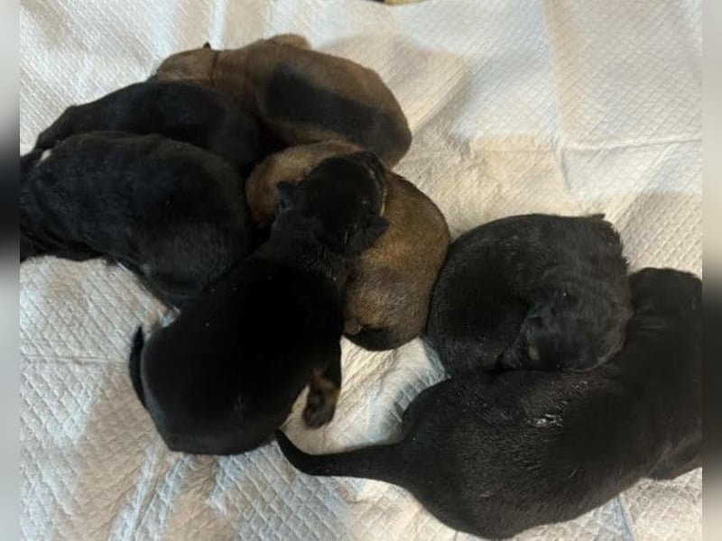 Bueno ❤️ zuckersüßer, junger Schäfi-Mix