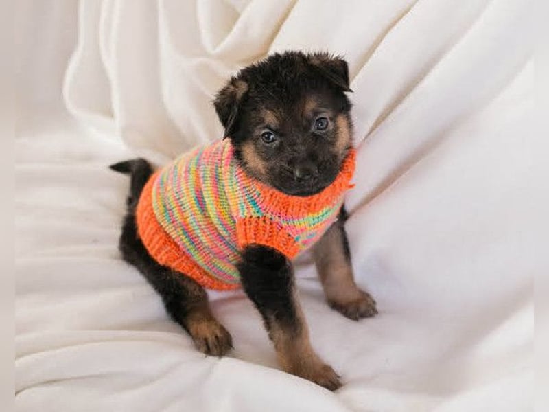 Bueno ❤️ zuckersüßer, junger Schäfi-Mix