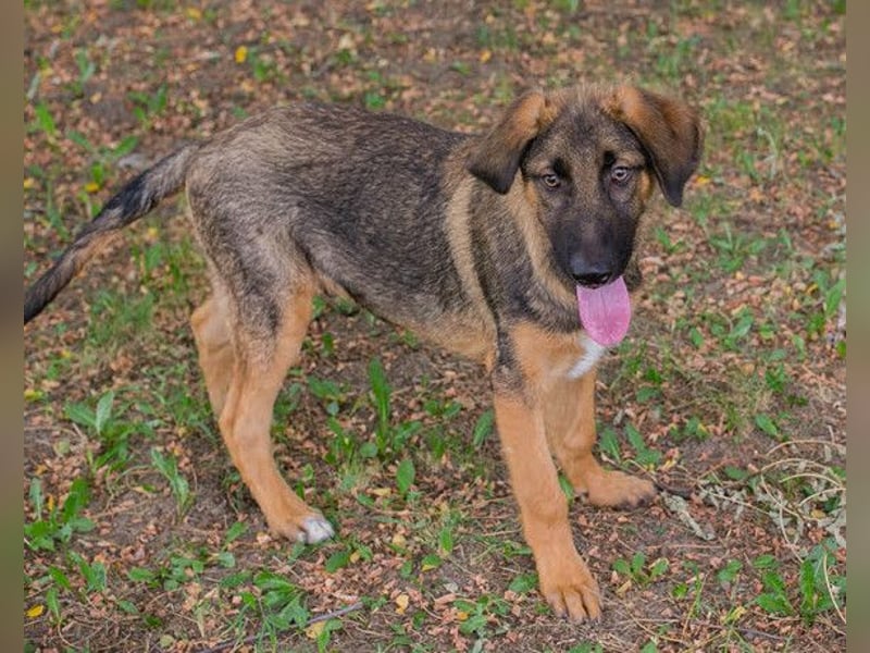 Schäfi-Mix GAUNER❤️tapsiger, verspielter Hundebub sucht seine Familie