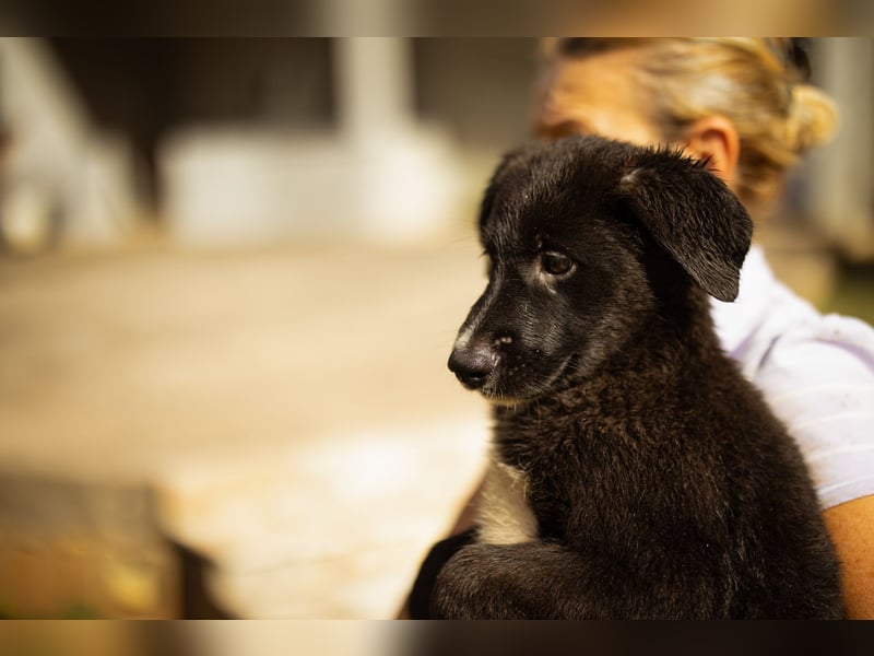 Taya ❤️ frohes, neugieriges Welpenmädl