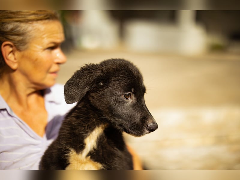 Taya ❤️ frohes, neugieriges Welpenmädl