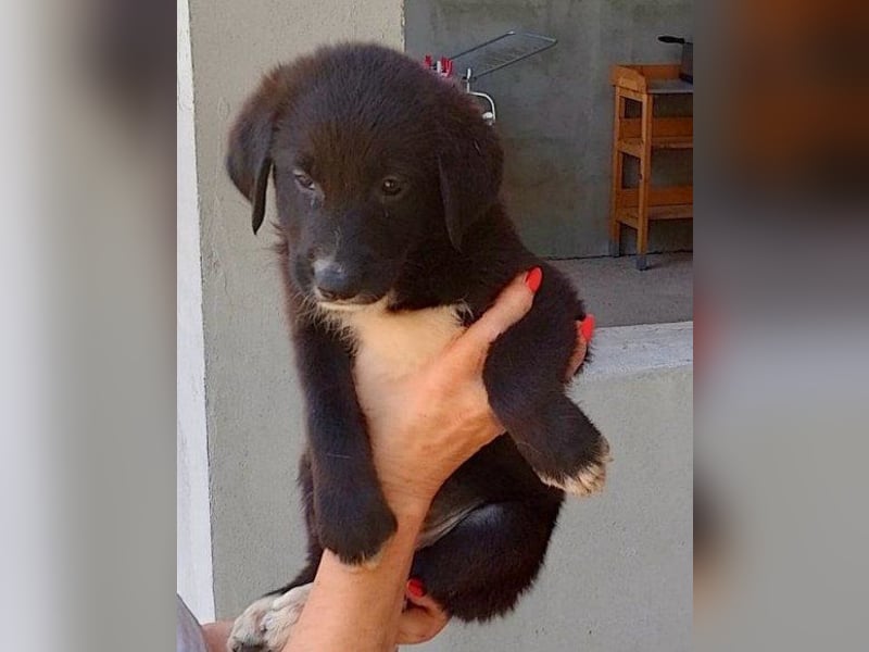 Süße junge ♥Sienna♥ Schäfi-Mix-Schnute