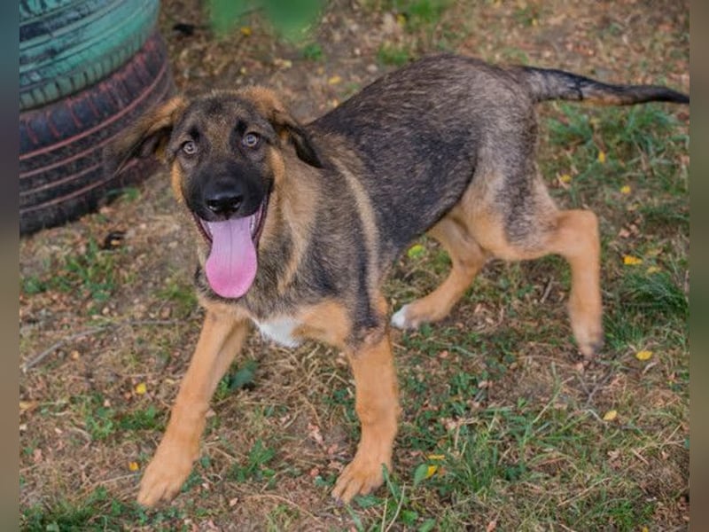 Schäfi-Mix GAUNER❤️tapsiger, verspielter Hundebub sucht seine Familie