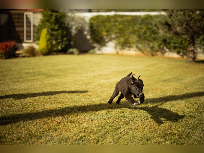 Taya ❤️ frohes, neugieriges Welpenmädl