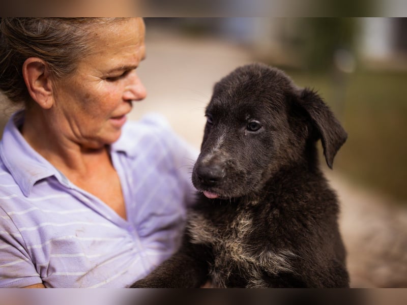 Schäfi-Mix-Bub ♥ Jasper ♥ aktiv, lustig, lieb