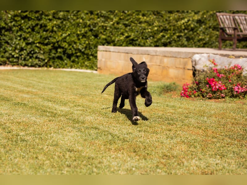 Schmusebub ♥Cosmo♥ charmanter Schäfi-Mix-Hundejunge