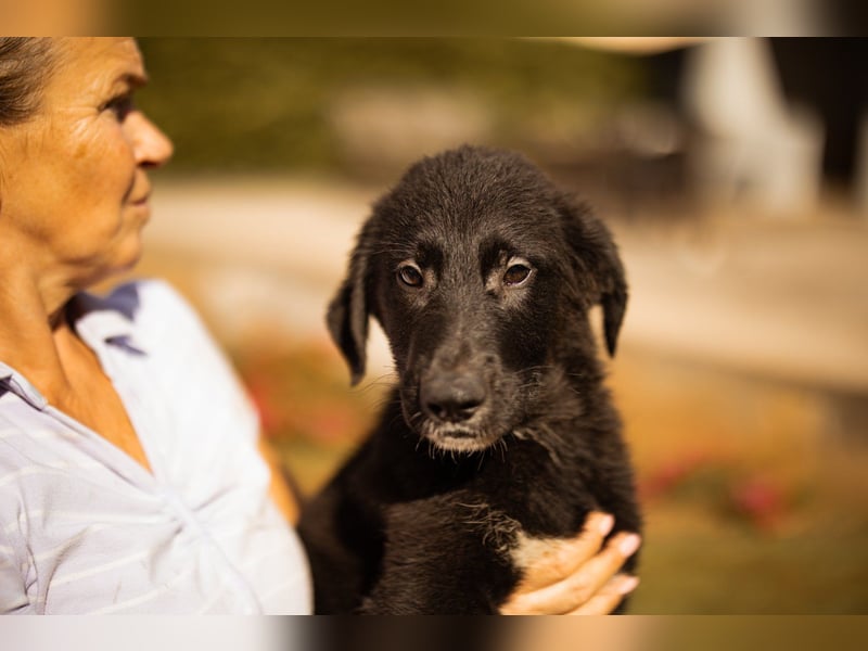 Junger ♥Cosmo♥ charmanter Schäfi-Mix-Bub