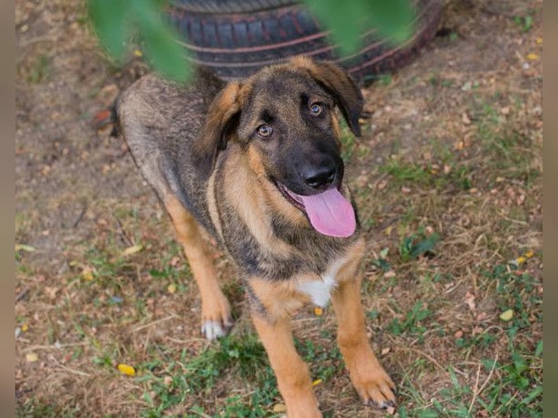 Schäfi-Mix GAUNER❤️tapsiger, verspielter Hundebub sucht seine Familie