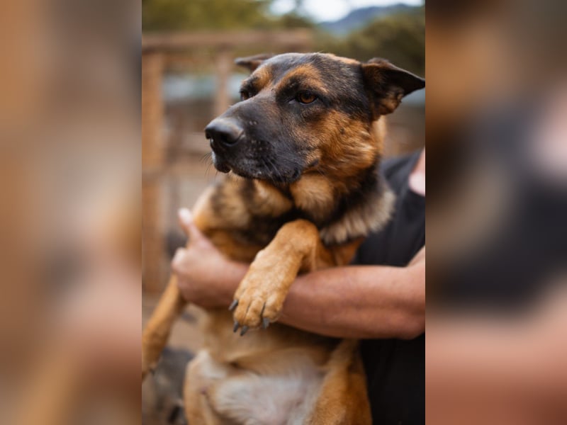 Schäfi-Mix♥Kubi♥ ein freundlicher kluger lieber Fell-Geselle