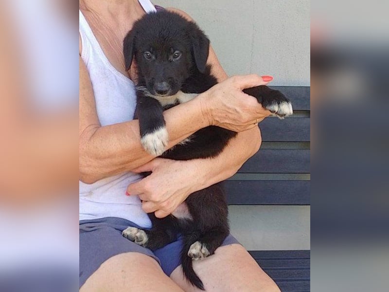 Welpe ♥Cosmo♥ charmanter Schäfi-Mix-Bub