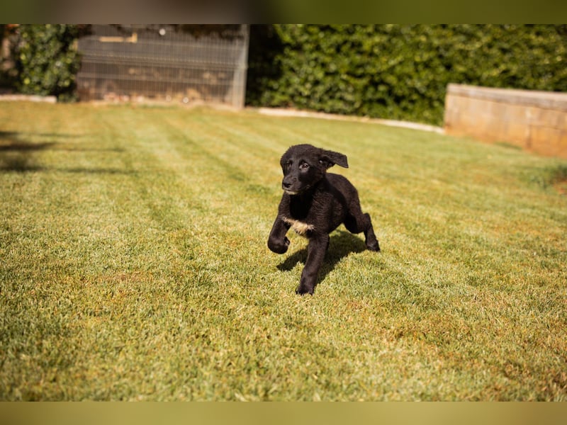 Junger ♥Cosmo♥ charmanter Schäfi-Mix-Bub