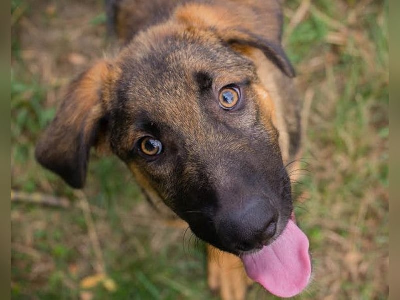 Schäfi-Mix GAUNER❤️tapsiger, verspielter Hundebub sucht seine Familie