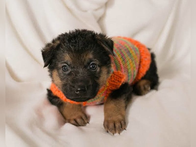 Bueno ❤️ zuckersüßer, junger Schäfi-Mix