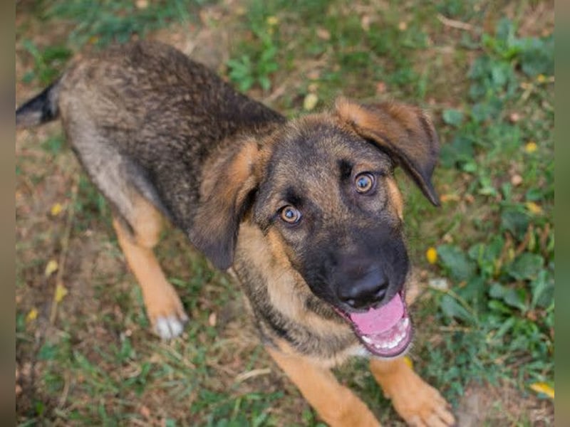 Schäfi-Mix GAUNER❤️tapsiger, verspielter Hundebub sucht seine Familie