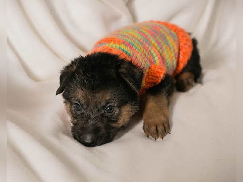 Bueno ❤️ zuckersüßer, junger Schäfi-Mix