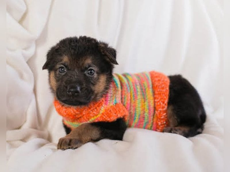 Bueno ❤️ zuckersüßer, junger Schäfi-Mix