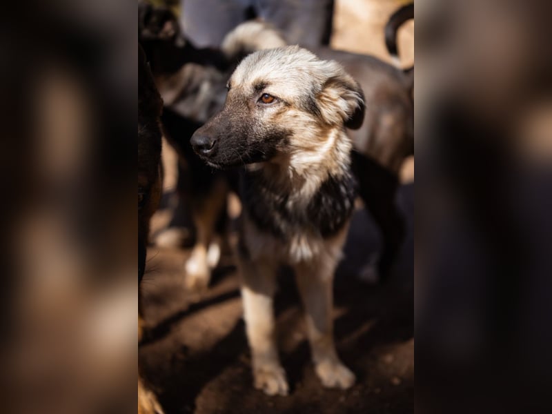 Schäfi-Mix Rüde Max ❤️ verspielt, verschmust + aktiv