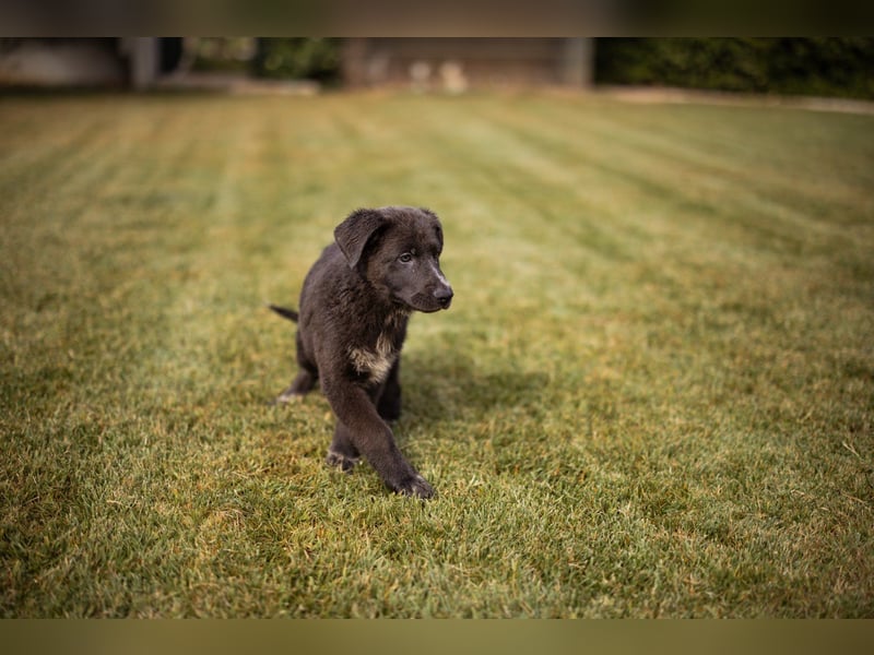 Schäfi-Mix-Bub ♥ Jasper ♥ aktiv, lustig, lieb