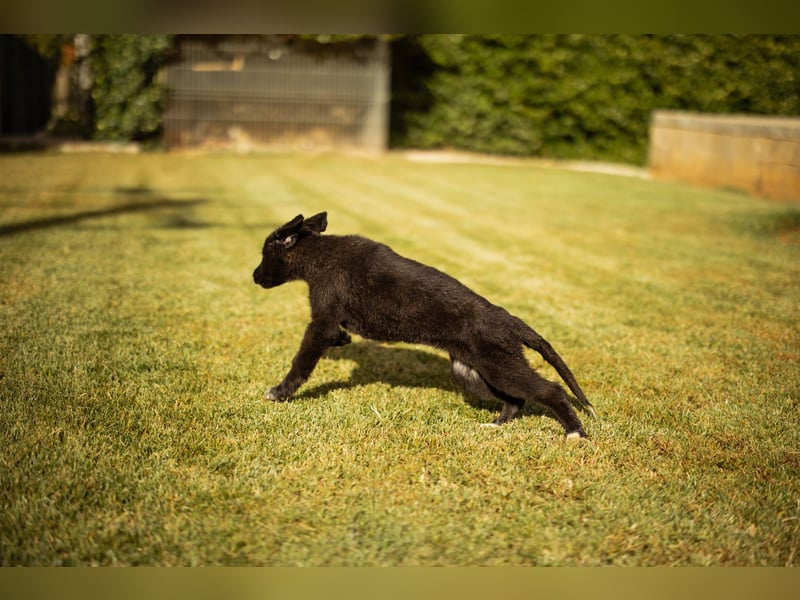 Taya ❤️ frohes, neugieriges Welpenmädl