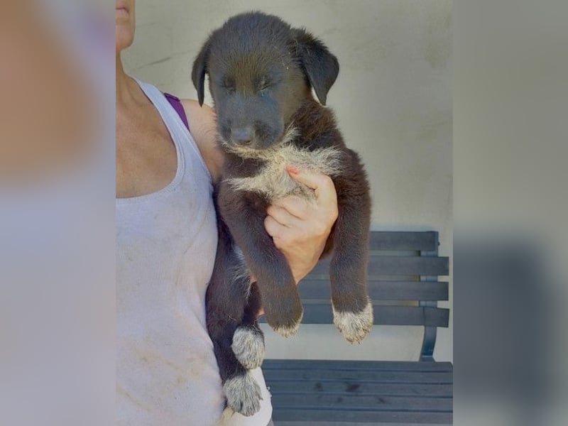 Tommy ❤️ fröhlich, sozial & verspielt!