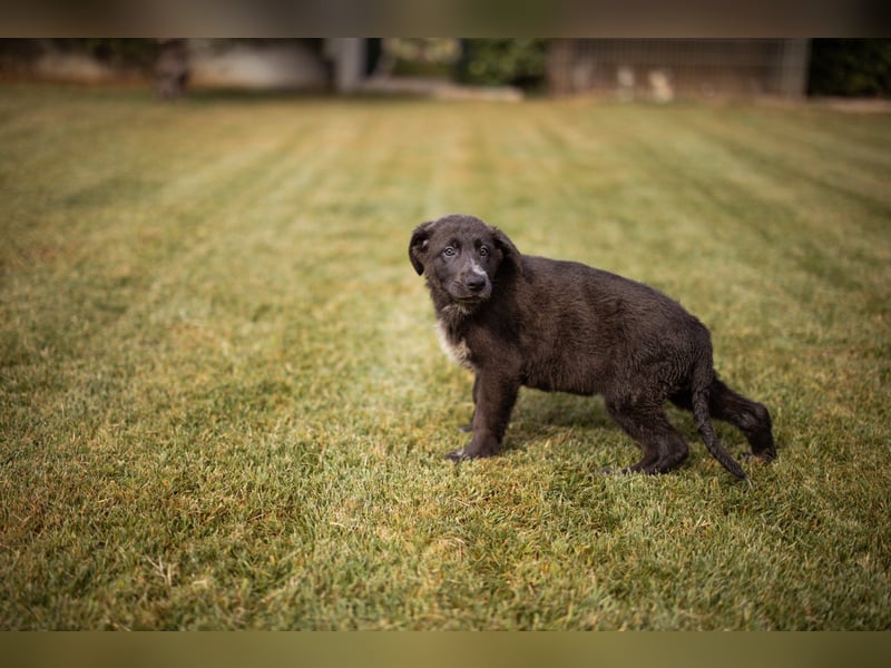 Schäfi-Mix-Bub ♥ Jasper ♥ aktiv, lustig, lieb