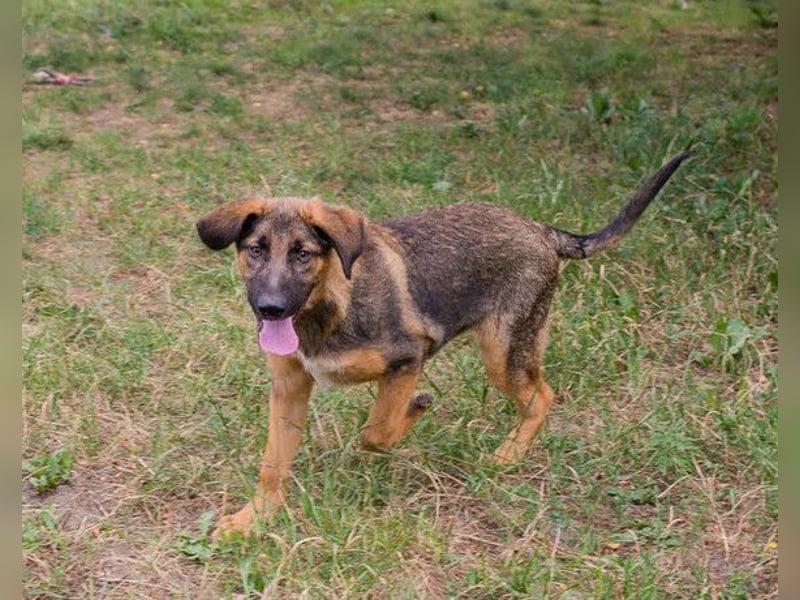 Schäfi-Mix GAUNER❤️tapsiger, verspielter Hundebub sucht seine Familie