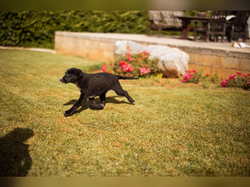 Schäfi-Mix-Welpin ♥Eliana♥ sucht Liebe