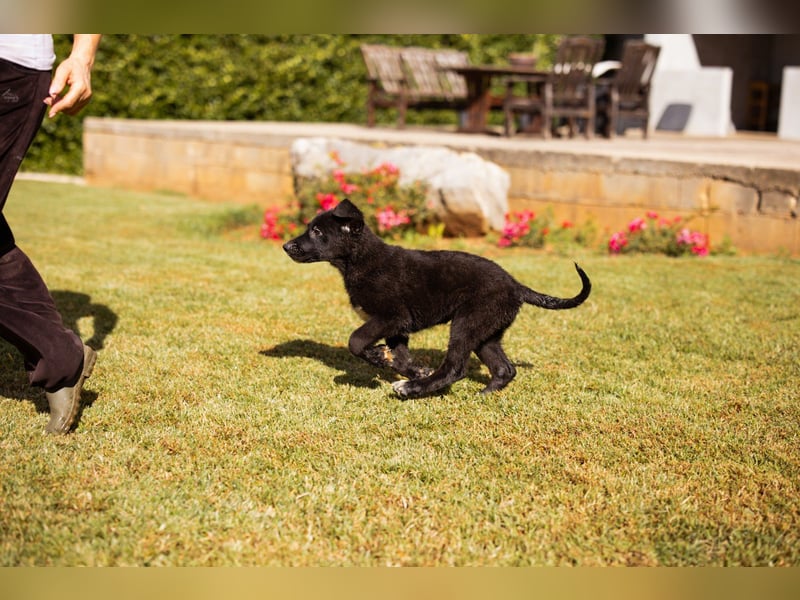 Schmusebub ♥Cosmo♥ charmanter Schäfi-Mix-Hundejunge