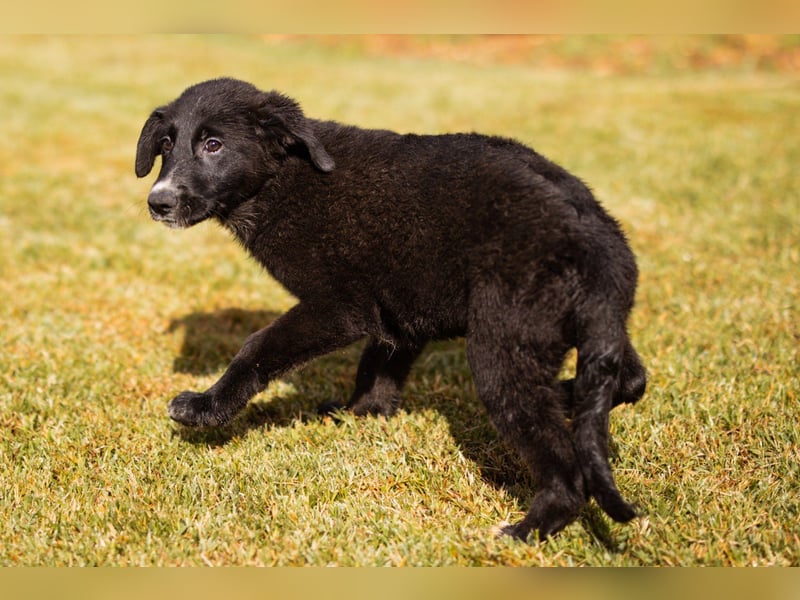 Schäfi-Mix-Welpin ♥Eliana♥ sucht Liebe