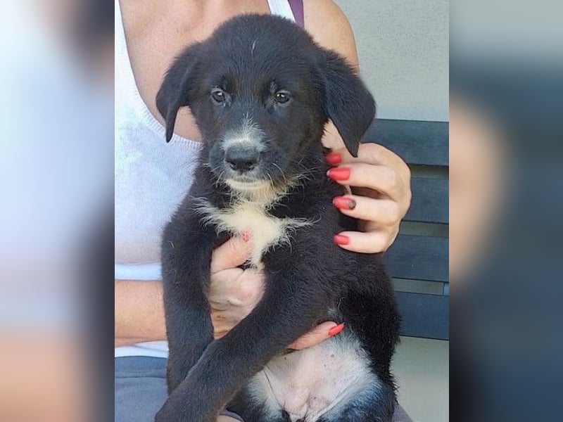 Taya ❤️ frohes, neugieriges Welpenmädl