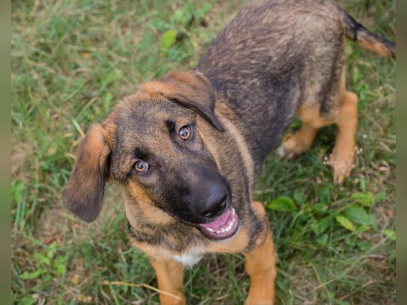 Schäfi-Mix GAUNER❤️tapsiger, verspielter Hundebub sucht seine Familie