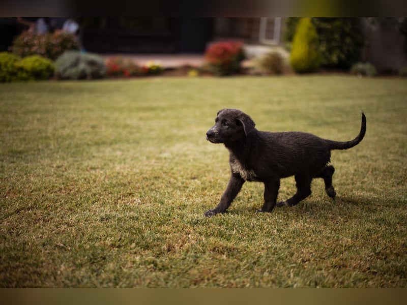 Schäfi-Mix-Bub ♥ Jasper ♥ aktiv, lustig, lieb