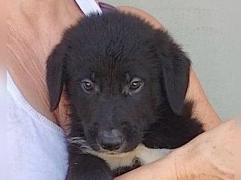 Schmusebub ♥Cosmo♥ charmanter Schäfi-Mix-Hundejunge