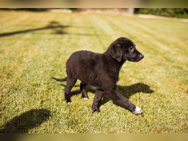 Junger ♥Cosmo♥ charmanter Schäfi-Mix-Bub