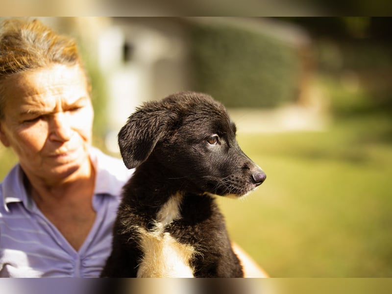 Taya ❤️ frohes, neugieriges Welpenmädl