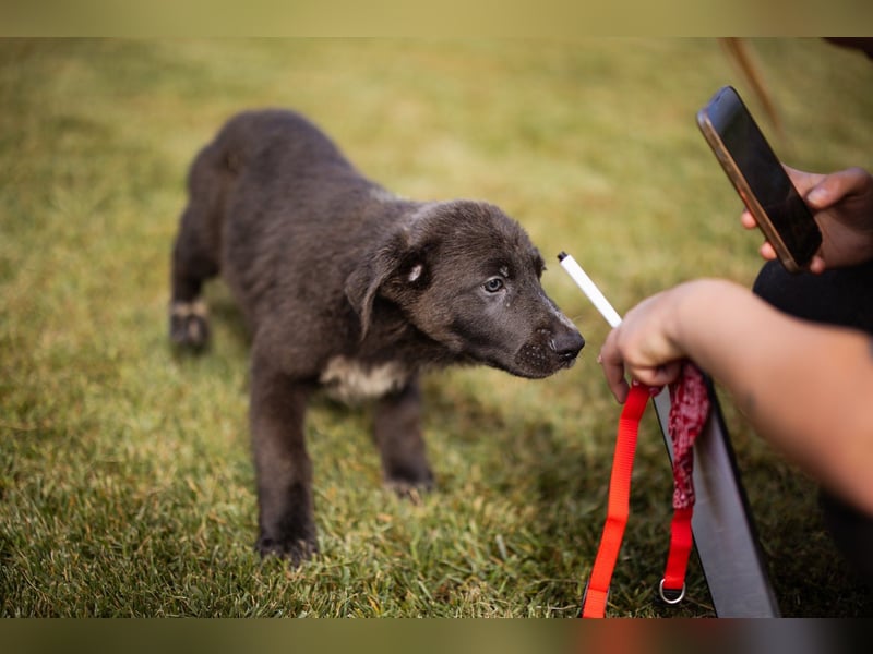 Schäfi-Mix-Bub ♥ Jasper ♥ aktiv, lustig, lieb