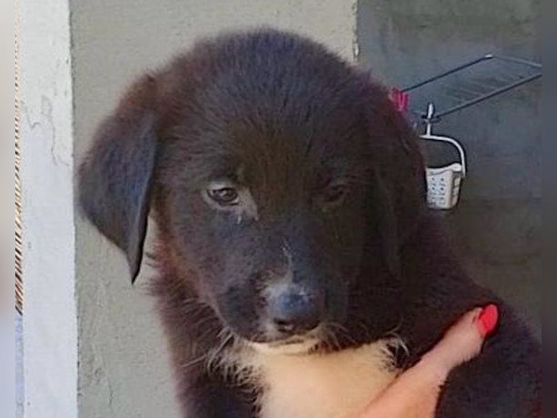 Süße junge ♥Sienna♥ Schäfi-Mix-Schnute