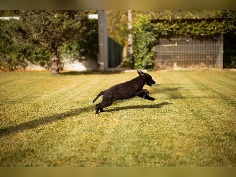 Süße junge ♥Sienna♥ Schäfi-Mix-Schnute