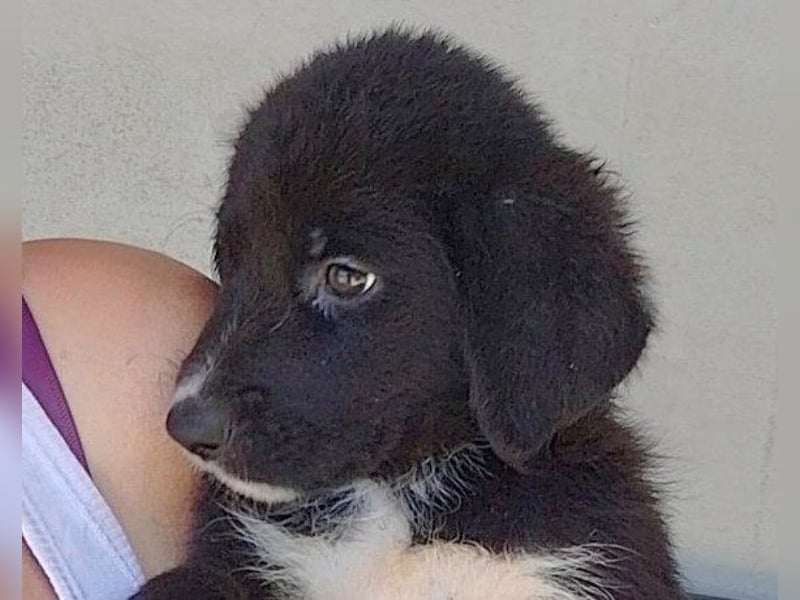 Schäfi-Mix-Welpin ♥Eliana♥ sucht Liebe